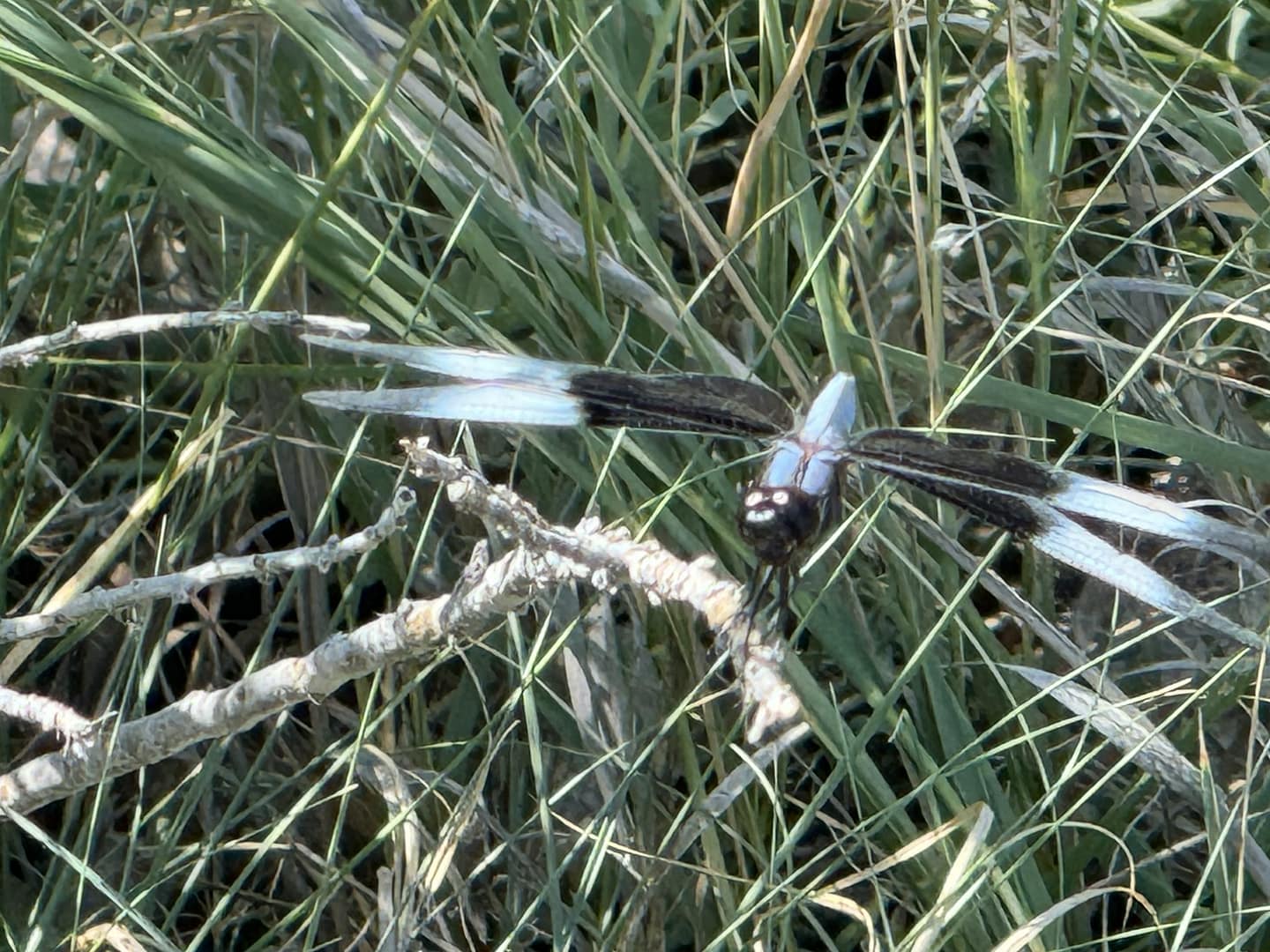 30 Minute Intuitive Counseling Session