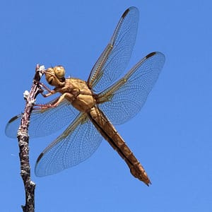 60 Minute Intuitive Counseling Session